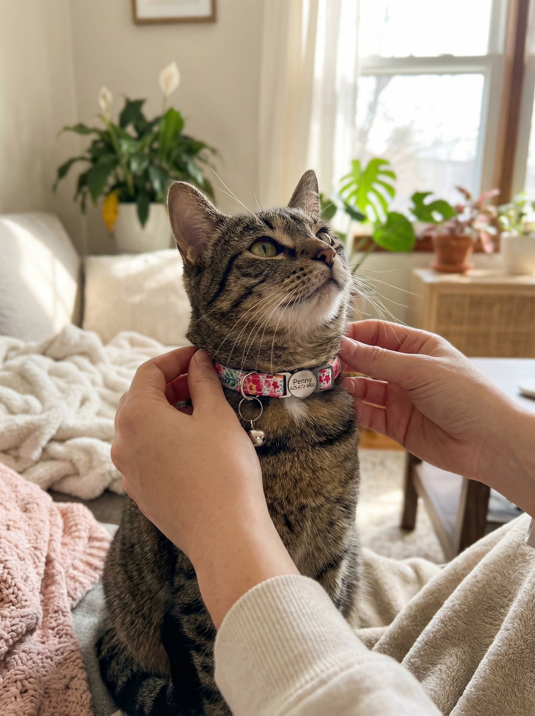 Personalized Cat Collar with Engraved Name Tag – Breakaway Safety Buckle